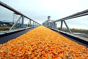 bandas-transportadoras-cereal